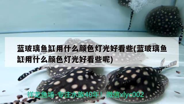 藍玻璃魚缸用什么顏色燈光好看些(藍玻璃魚缸用什么顏色燈光好看些呢) 綠皮皇冠豹魚