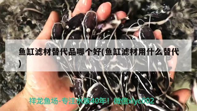 魚缸濾材替代品哪個(gè)好(魚缸濾材用什么替代)