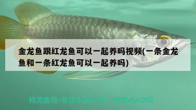 金龍魚跟紅龍魚可以一起養(yǎng)嗎視頻(一條金龍魚和一條紅龍魚可以一起養(yǎng)嗎) 白子黑帝王魟魚