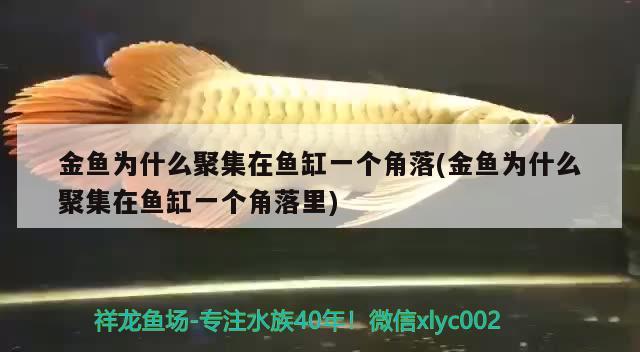 金魚為什么聚集在魚缸一個(gè)角落(金魚為什么聚集在魚缸一個(gè)角落里) 稀有紅龍品種