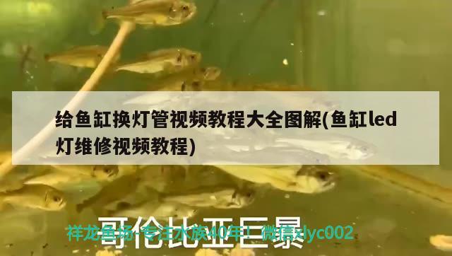 給魚缸換燈管視頻教程大全圖解(魚缸led燈維修視頻教程) 祥龍赫舞紅龍魚