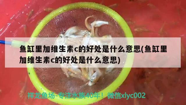 魚缸里加維生素c的好處是什么意思(魚缸里加維生素c的好處是什么意思)