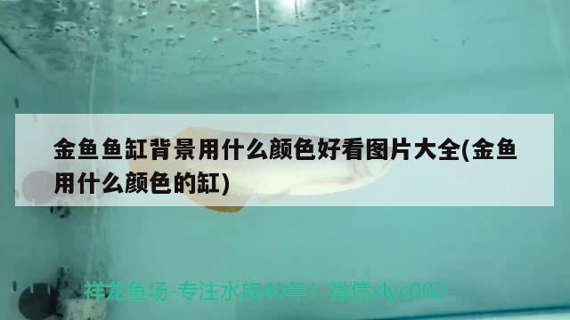 金魚魚缸背景用什么顏色好看圖片大全(金魚用什么顏色的缸) 魚缸水泵