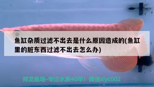 魚缸雜質(zhì)過濾不出去是什么原因造成的(魚缸里的臟東西過濾不出去怎么辦) 非洲象鼻魚