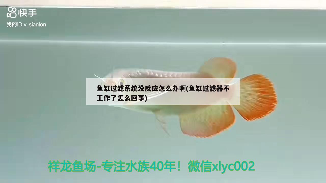 魚缸過濾系統(tǒng)沒反應(yīng)怎么辦啊(魚缸過濾器不工作了怎么回事) 虎魚魚苗