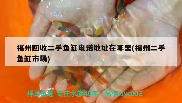 福州回收二手魚缸電話地址在哪里(福州二手魚缸市場) 奈及利亞紅圓點狗頭