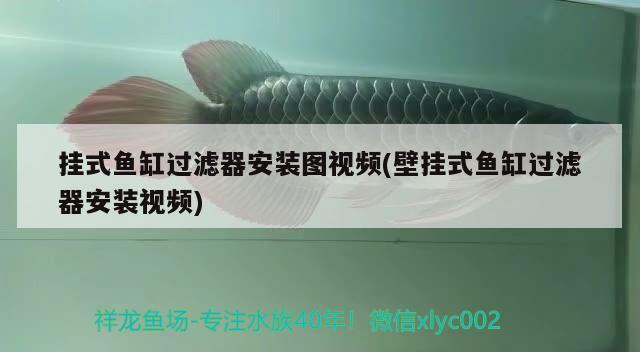 掛式魚缸過濾器安裝圖視頻(壁掛式魚缸過濾器安裝視頻) 狗頭魚