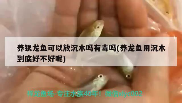 養(yǎng)銀龍魚可以放沉木嗎有毒嗎(養(yǎng)龍魚用沉木到底好不好呢)