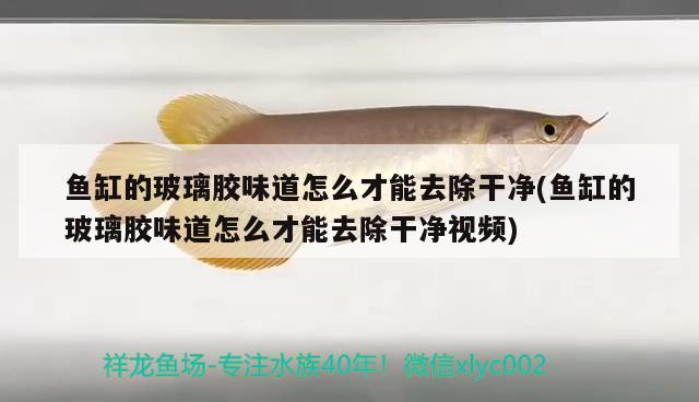 魚(yú)缸的玻璃膠味道怎么才能去除干凈(魚(yú)缸的玻璃膠味道怎么才能去除干凈視頻) 一眉道人魚(yú)苗