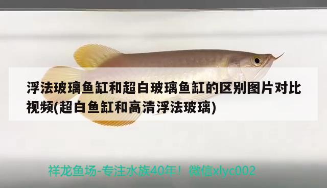 浮法玻璃魚缸和超白玻璃魚缸的區(qū)別圖片對比視頻(超白魚缸和高清浮法玻璃) 名貴錦鯉魚