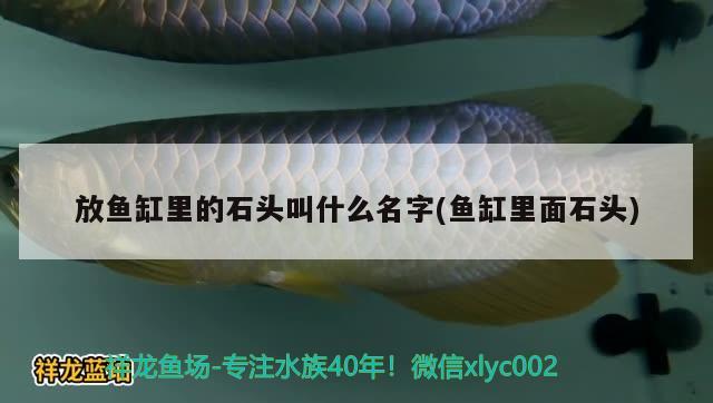 放魚缸里的石頭叫什么名字(魚缸里面石頭)