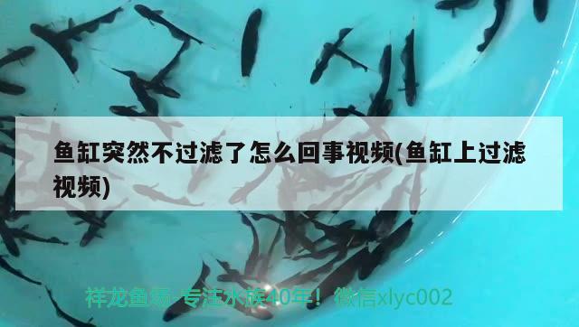 魚(yú)缸突然不過(guò)濾了怎么回事視頻(魚(yú)缸上過(guò)濾視頻) 殺菌消毒設(shè)備