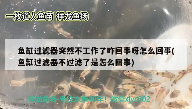 魚缸過濾器突然不工作了咋回事呀怎么回事(魚缸過濾器不過濾了是怎么回事)