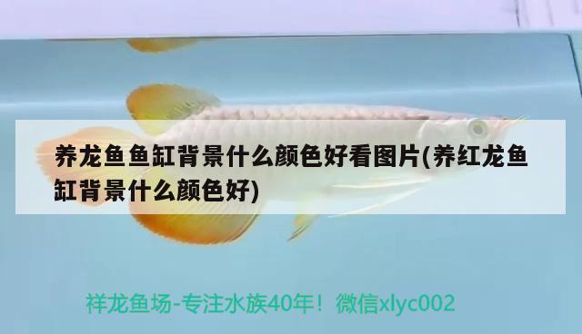 養(yǎng)龍魚魚缸背景什么顏色好看圖片(養(yǎng)紅龍魚缸背景什么顏色好)