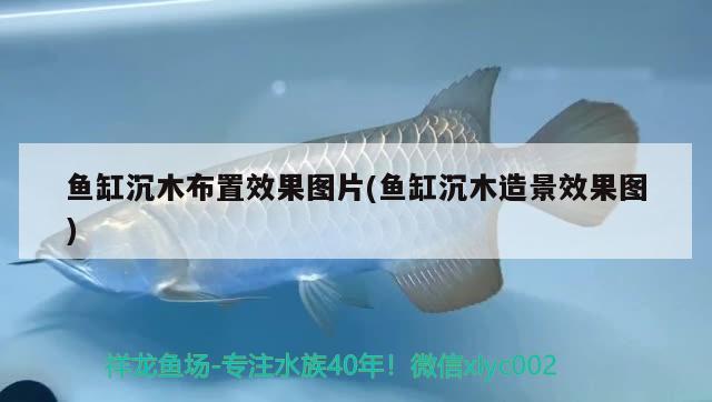 魚缸沉木布置效果圖片(魚缸沉木造景效果圖) 哥倫比亞巨暴魚苗