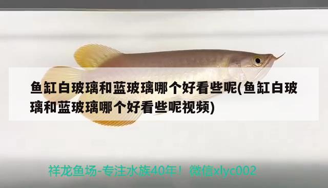 魚缸白玻璃和藍(lán)玻璃哪個好看些呢(魚缸白玻璃和藍(lán)玻璃哪個好看些呢視頻)