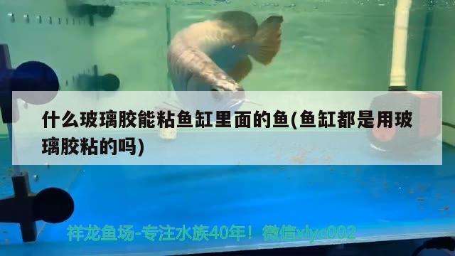 什么玻璃膠能粘魚缸里面的魚(魚缸都是用玻璃膠粘的嗎)