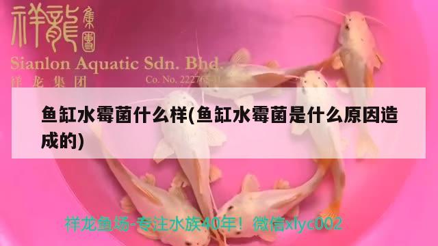 魚缸水霉菌什么樣(魚缸水霉菌是什么原因造成的) BD魟魚 第2張