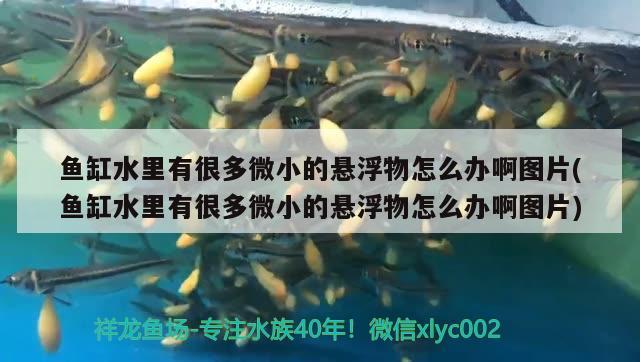 魚缸水里有很多微小的懸浮物怎么辦啊圖片(魚缸水里有很多微小的懸浮物怎么辦啊圖片) 龍魚百科