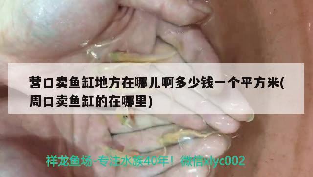 營口賣魚缸地方在哪兒啊多少錢一個平方米(周口賣魚缸的在哪里) 奈及利亞紅圓點(diǎn)狗頭