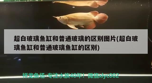 超白玻璃魚缸和普通玻璃的區(qū)別圖片(超白玻璃魚缸和普通玻璃魚缸的區(qū)別) 細線銀版魚