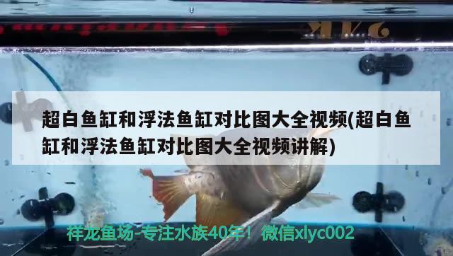 超白魚缸和浮法魚缸對比圖大全視頻(超白魚缸和浮法魚缸對比圖大全視頻講解)