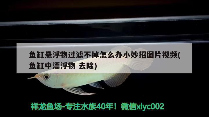 魚缸懸浮物過濾不掉怎么辦小妙招圖片視頻(魚缸中漂浮物去除) 黃金貓魚