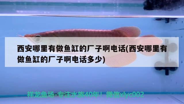 西安哪里有做魚缸的廠子啊電話(西安哪里有做魚缸的廠子啊電話多少)