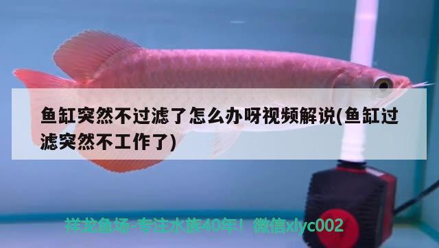 魚缸突然不過濾了怎么辦呀視頻解說(魚缸過濾突然不工作了)