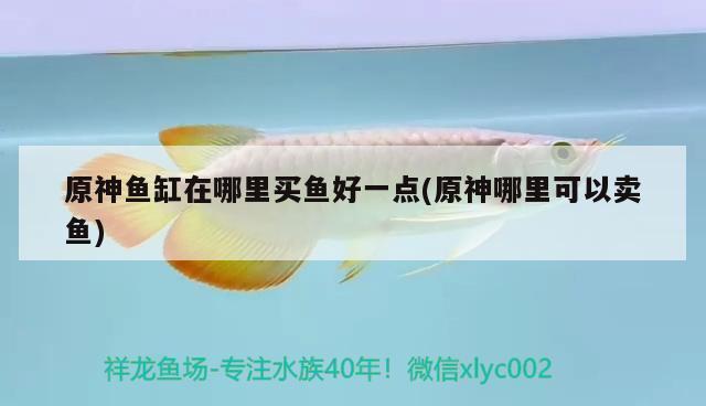 原神魚缸在哪里買魚好一點(原神哪里可以賣魚)