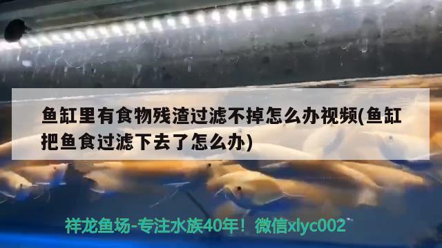 魚缸里有食物殘?jiān)^濾不掉怎么辦視頻(魚缸把魚食過濾下去了怎么辦) 龍魚專用燈