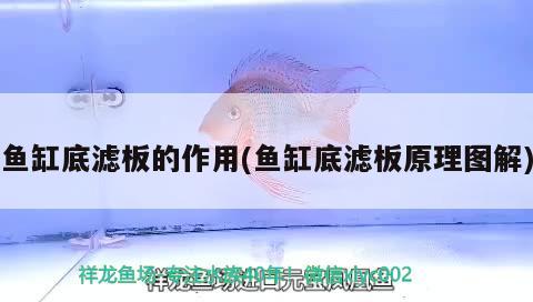 魚缸底濾板的作用(魚缸底濾板原理圖解) 白條過背金龍魚