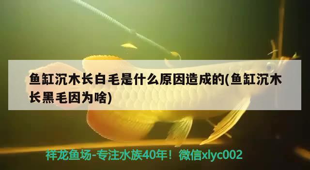 魚缸沉木長白毛是什么原因造成的(魚缸沉木長黑毛因為啥)