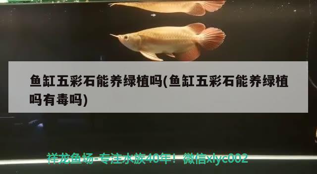 魚缸五彩石能養(yǎng)綠植嗎(魚缸五彩石能養(yǎng)綠植嗎有毒嗎) 圖騰金龍魚