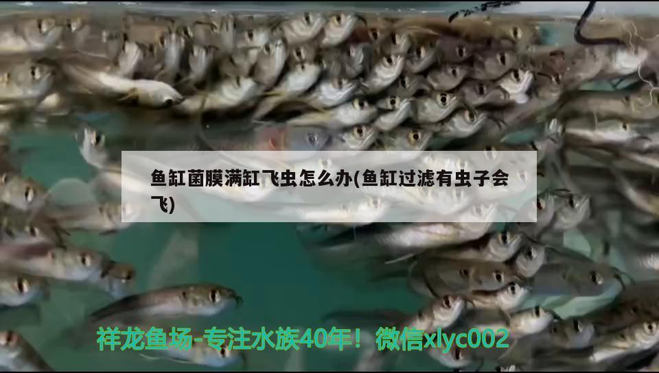 魚缸菌膜滿缸飛蟲怎么辦(魚缸過濾有蟲子會飛) 古典過背金龍魚