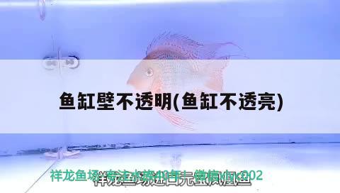 魚(yú)缸壁不透明(魚(yú)缸不透亮) 鴨嘴鯊魚(yú)