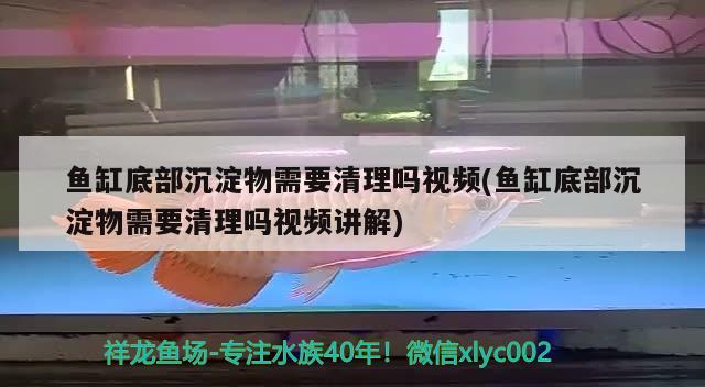 魚缸底部沉淀物需要清理嗎視頻(魚缸底部沉淀物需要清理嗎視頻講解)