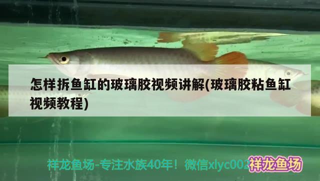 怎樣拆魚缸的玻璃膠視頻講解(玻璃膠粘魚缸視頻教程)