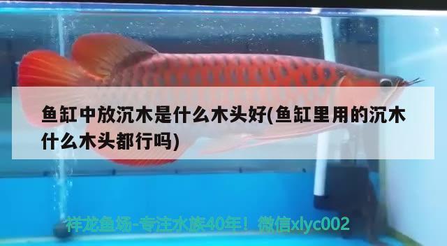 魚缸中放沉木是什么木頭好(魚缸里用的沉木什么木頭都行嗎)