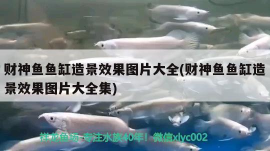 財(cái)神魚(yú)魚(yú)缸造景效果圖片大全(財(cái)神魚(yú)魚(yú)缸造景效果圖片大全集) 七紋巨鯉魚(yú)