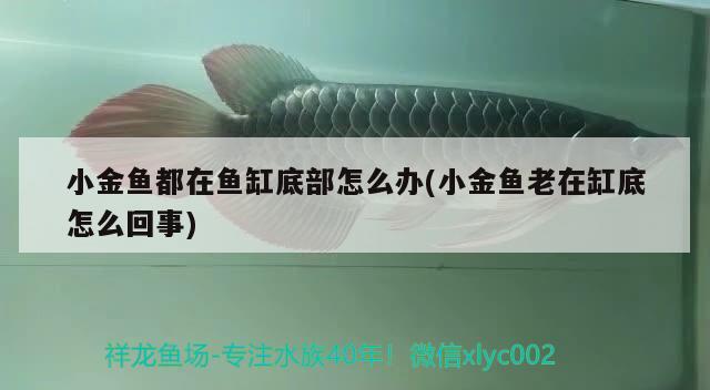 小金魚(yú)都在魚(yú)缸底部怎么辦(小金魚(yú)老在缸底怎么回事)