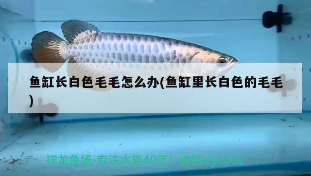 魚缸長白色毛毛怎么辦(魚缸里長白色的毛毛)