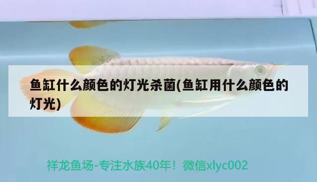 魚缸什么顏色的燈光殺菌(魚缸用什么顏色的燈光) 廣州水族器材濾材批發(fā)市場(chǎng)