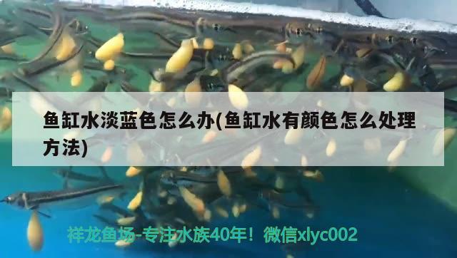 魚缸水淡藍(lán)色怎么辦(魚缸水有顏色怎么處理方法)