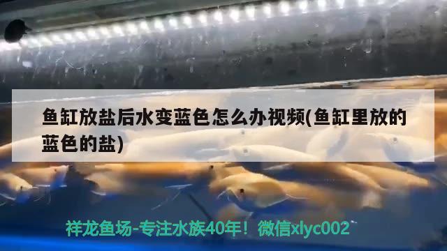 魚缸放鹽后水變藍色怎么辦視頻(魚缸里放的藍色的鹽)