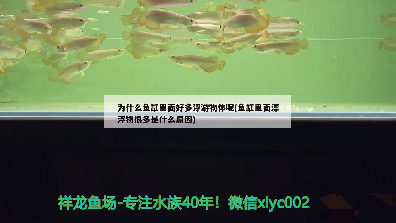 為什么魚缸里面好多浮游物體呢(魚缸里面漂浮物很多是什么原因) 月光鴨嘴魚