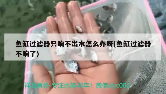 魚缸過濾器只響不出水怎么辦呀(魚缸過濾器不響了)