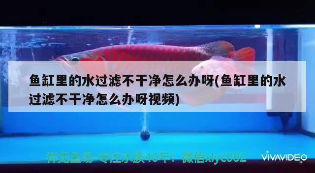 魚缸里的水過濾不干凈怎么辦呀(魚缸里的水過濾不干凈怎么辦呀視頻)