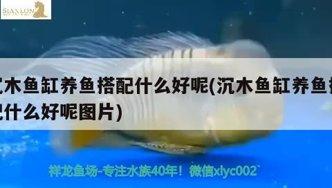 沉木魚(yú)缸養(yǎng)魚(yú)搭配什么好呢(沉木魚(yú)缸養(yǎng)魚(yú)搭配什么好呢圖片) 養(yǎng)魚(yú)知識(shí) 第1張