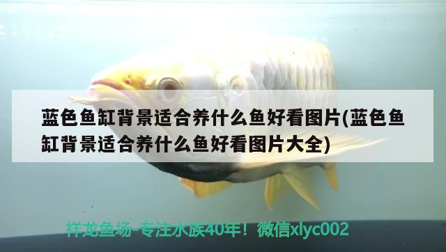 藍色魚缸背景適合養(yǎng)什么魚好看圖片(藍色魚缸背景適合養(yǎng)什么魚好看圖片大全) 赤荔鳳冠魚